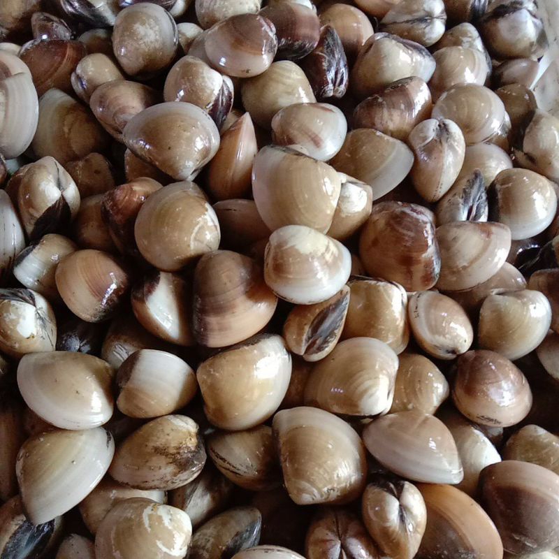 

KERANG PUTIH/KEPA HIDUP