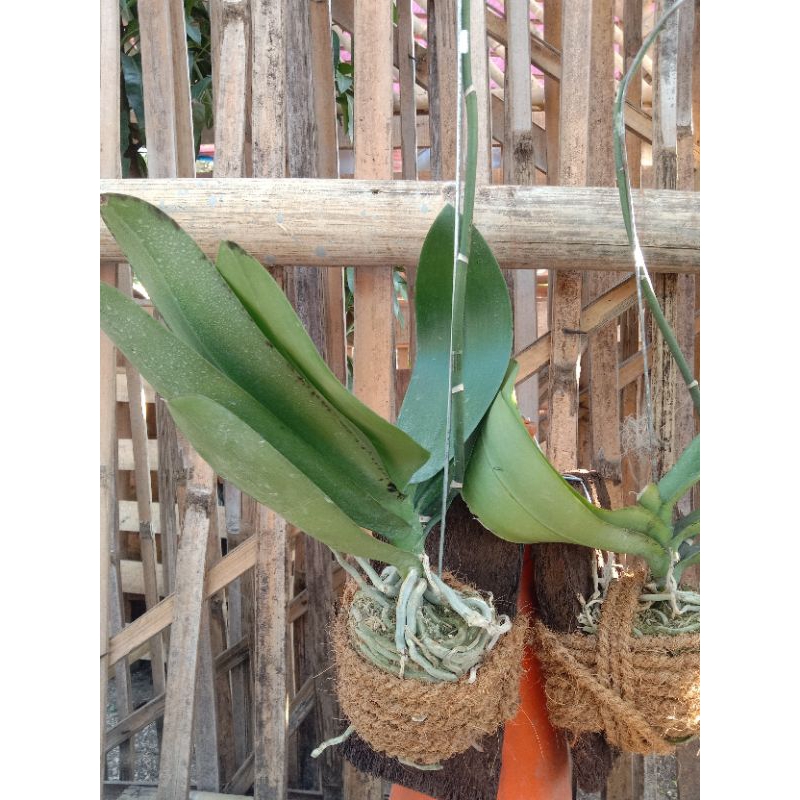 Anggrek bulan Tempel papan Pakis