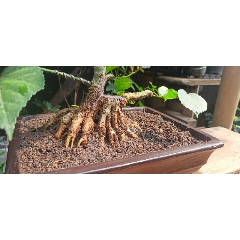 #5 Bonsai Waru Prokar