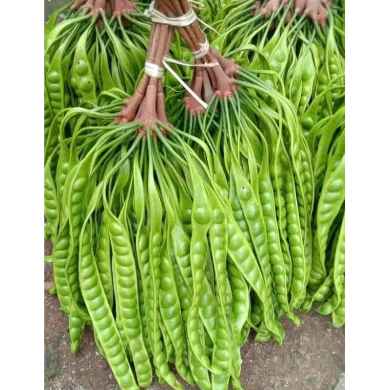 

PETEE FRESH ISI 10papan SEDANG