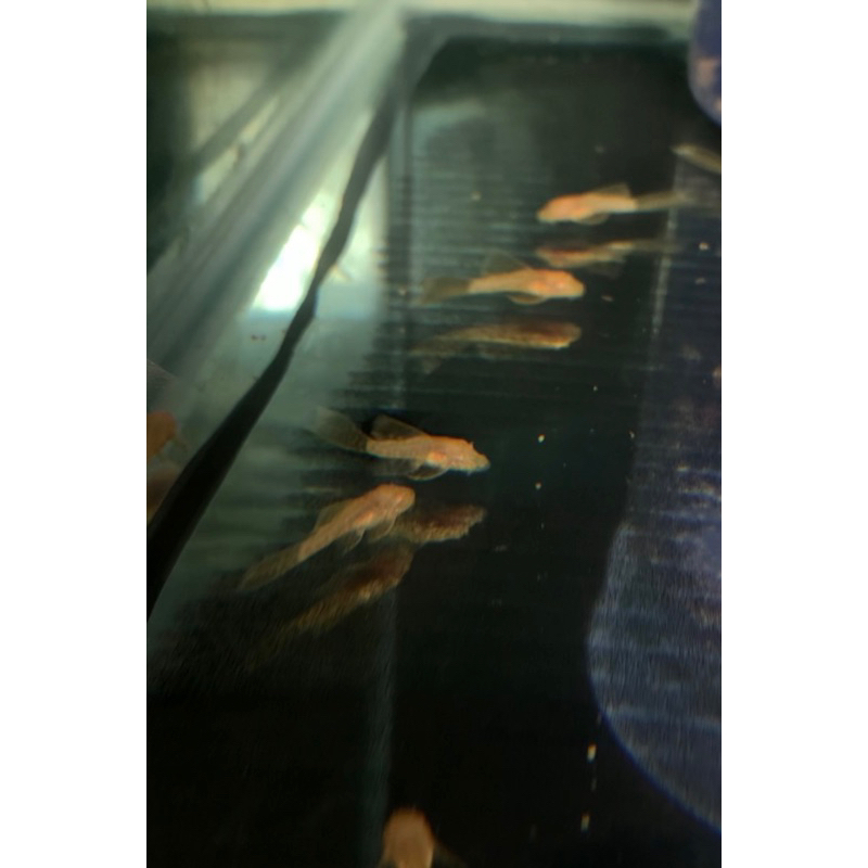 Pleco L144 (Brushmouth Slayer) Small Size