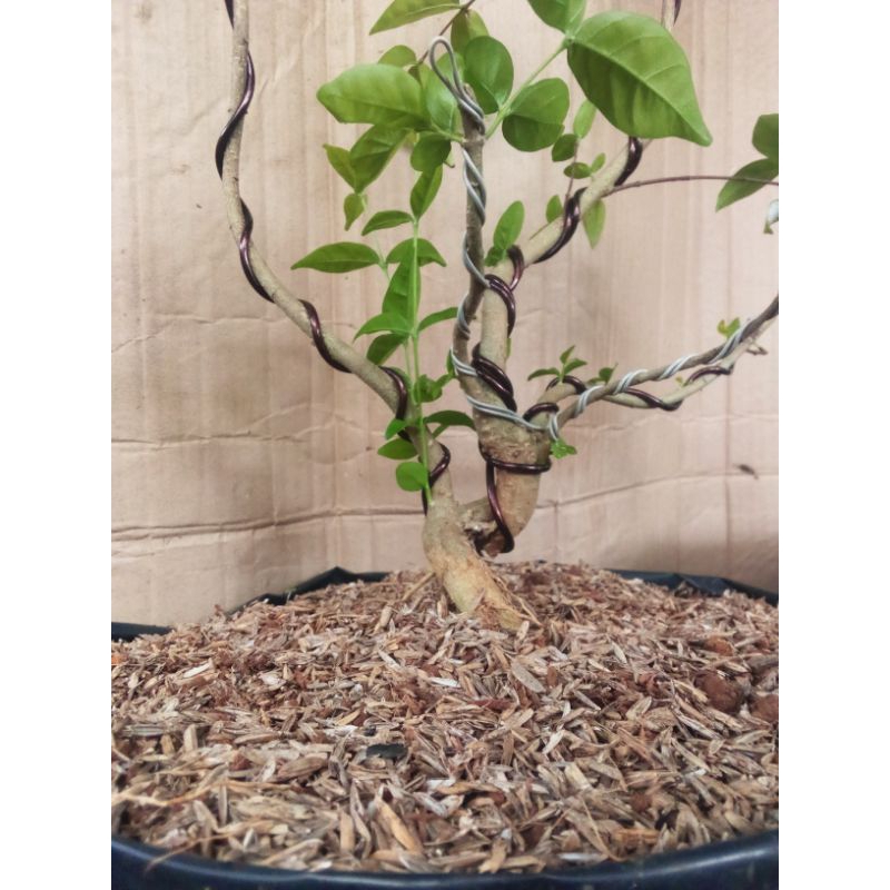 Bonsai Anting putri Mame