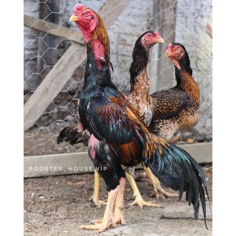 FGFG56846 telur tetas ayam shamo super 564568