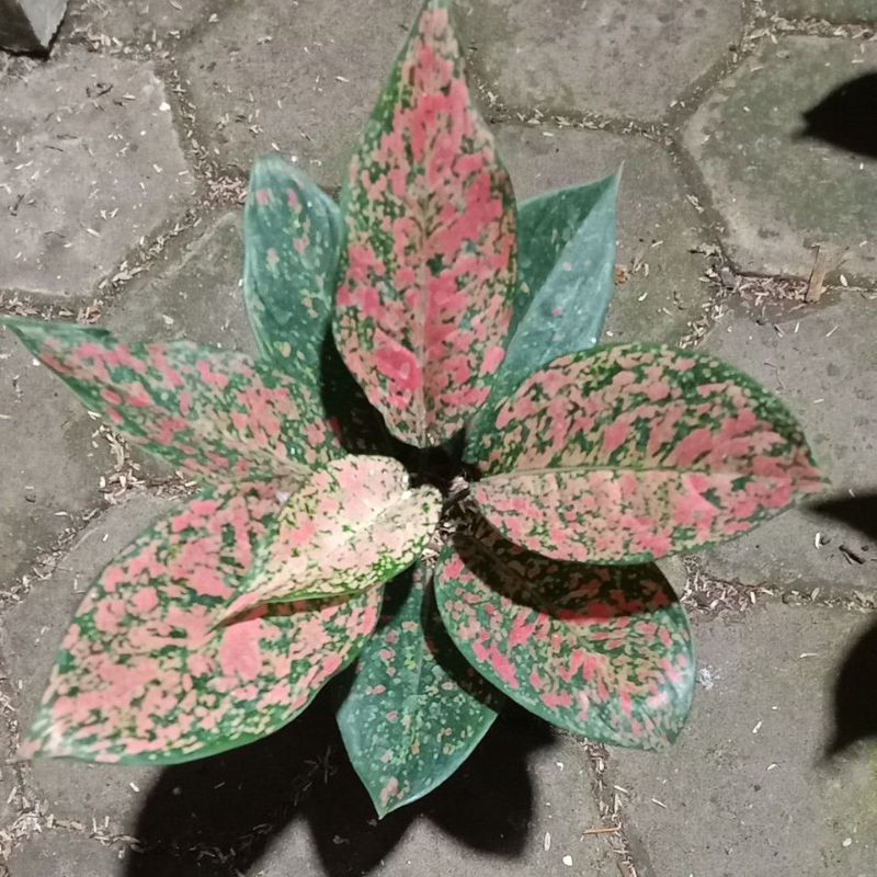 tanaman aglaonema ruby pink batik
