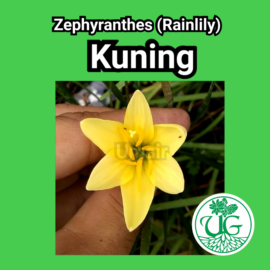 Umbi zephyranthes kuning ( zephyranthes / Rain lily )