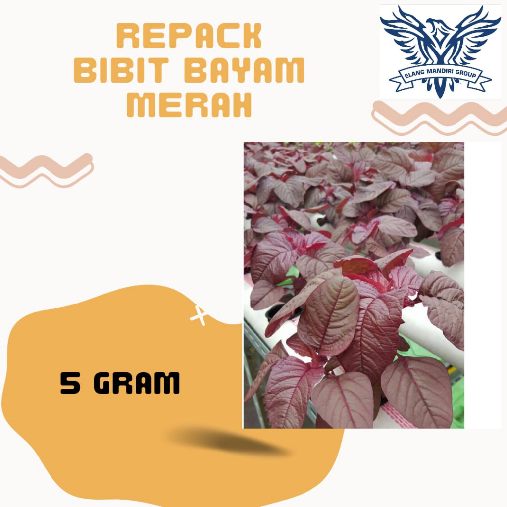 REPACK 5gr Benih BAYAM MERAH Bibit Sayuran Berkualitas Unggul