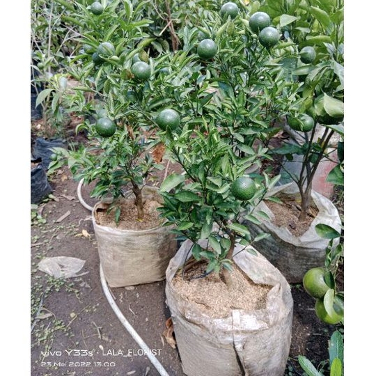 TANAMAN POHON BUAH JERUK CHOKUN UDAH BERBUAH / JERUK MANIS / TANAMAN BUAH / BUAH JERUK