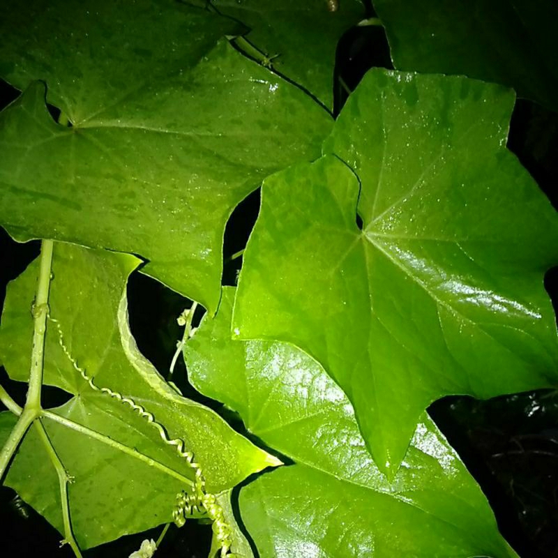 

Sayur Pucuk Daun Labu Siam petik segar