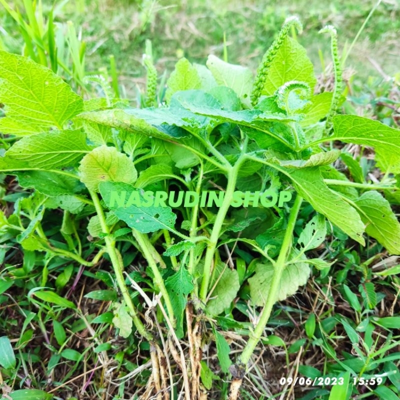 

DAUN SANGKET SANGKETAN DENGAN AKAR SEGAR LANGSUNG AMBIL