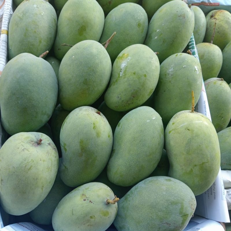 

mangga harum manis
