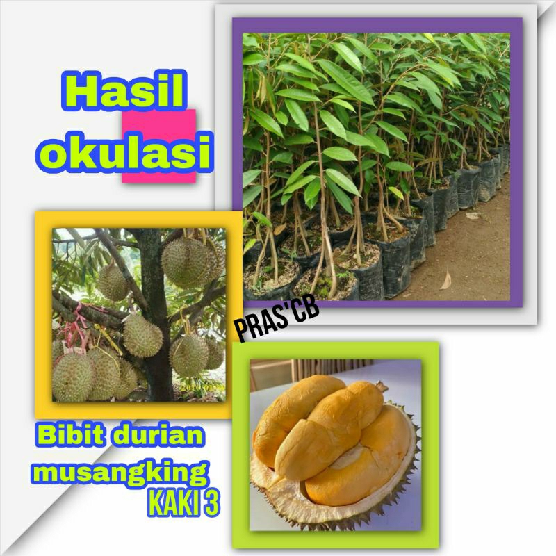 Bibit durian musangking kaki 3(Tiga)