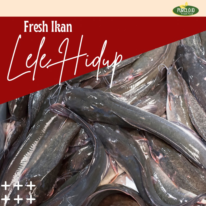 

lele hidup segar bandung