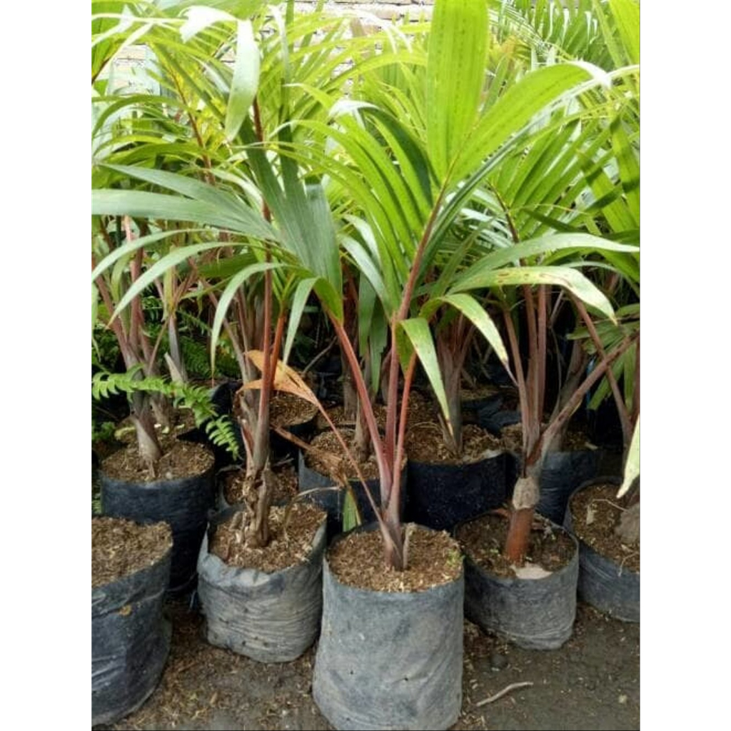 Tanaman Palem Merah Kondisi Rimbun