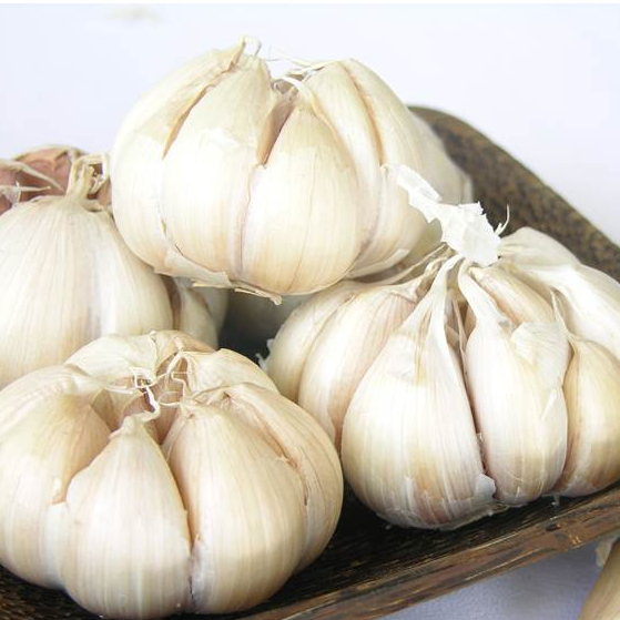 

Bawang Putih TIDAK KUPAS