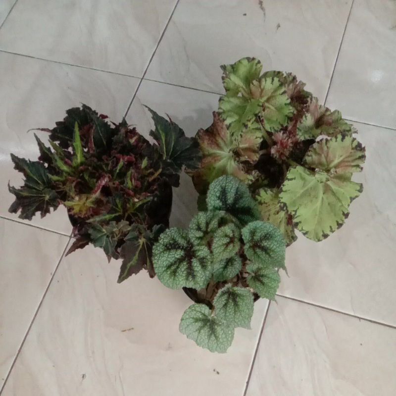 Tanaman hias Begonia paket 3