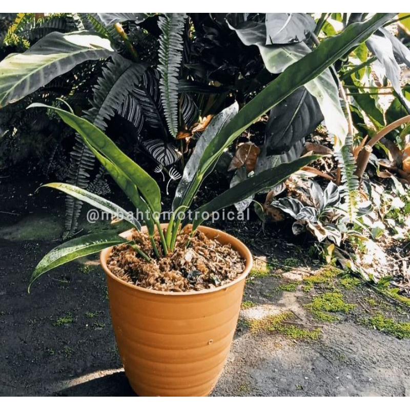 Anthurium keris ukuran remaja
