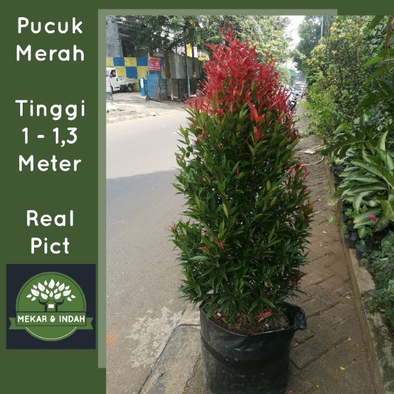 TANAMAN PUCUK MERAH/pohon pucuk merah besar rimbun tinggi -+1m