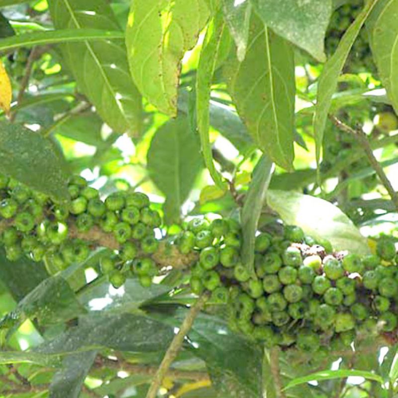 

Daun Awar Awar Segar Bahan Teh Herbal