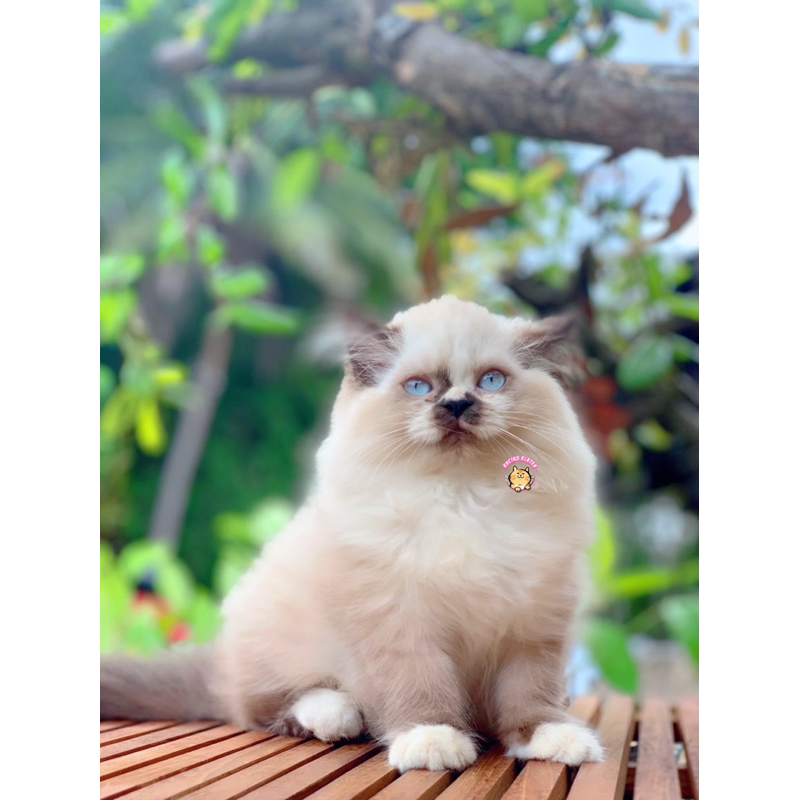 SEAL POINT MITTED RAGDOLL FEMALE