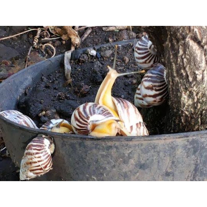 hiasan akuarium paludarium