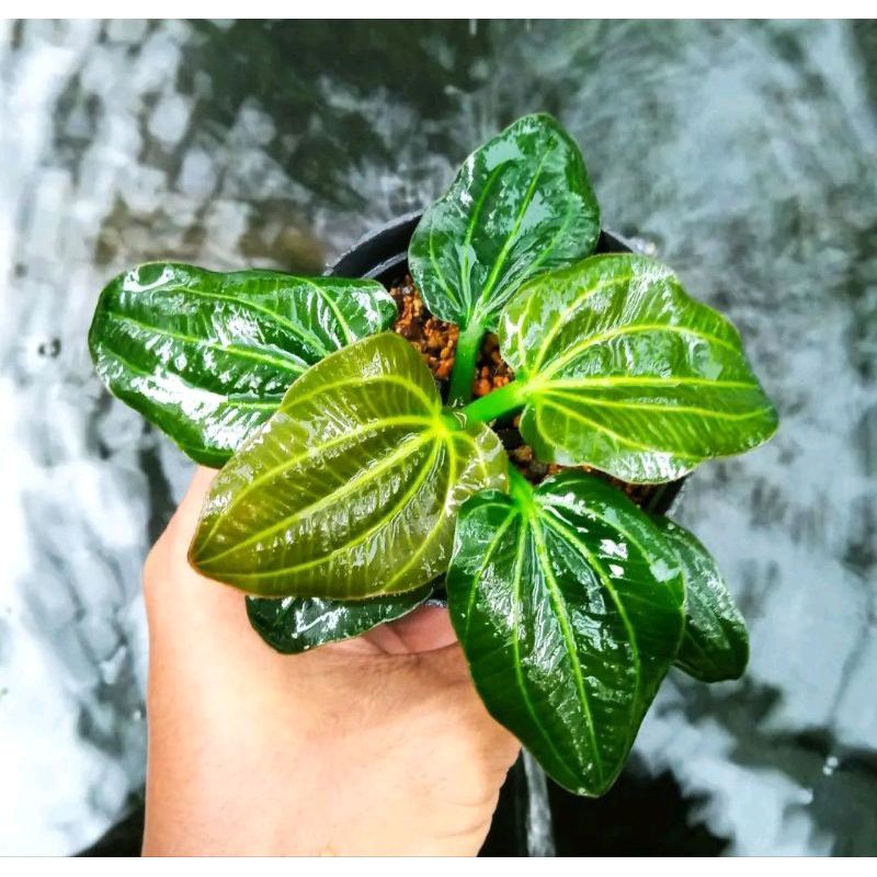 Echinodorus_Iguazu/ 25 pcs