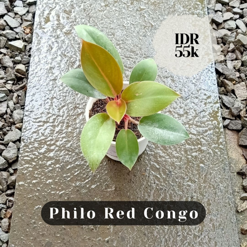 Philo Red Congo