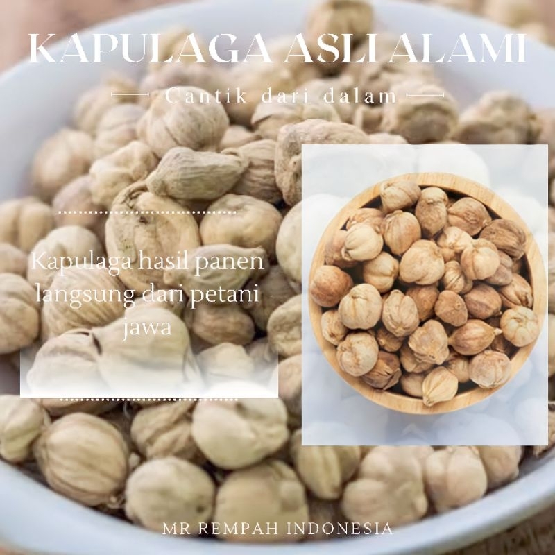 

KAPULAGA ASLI PANEN DARI PETANI