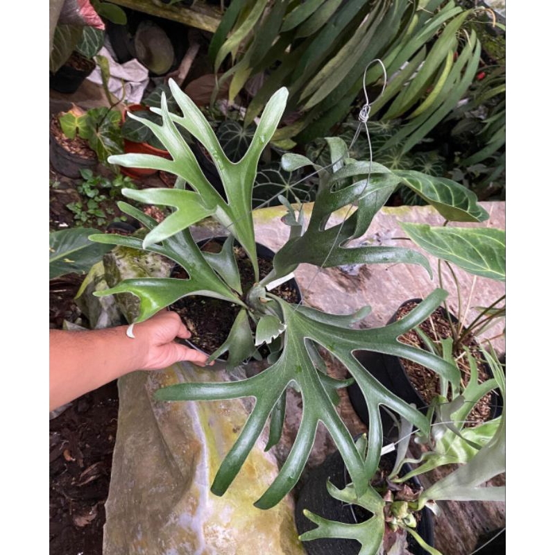 Platycerium_Vassei alcicorne Madagascar
