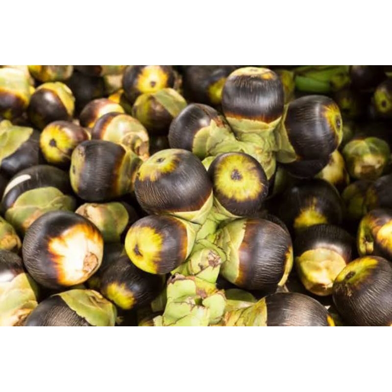 

BUAH LONTAR 10.000RB