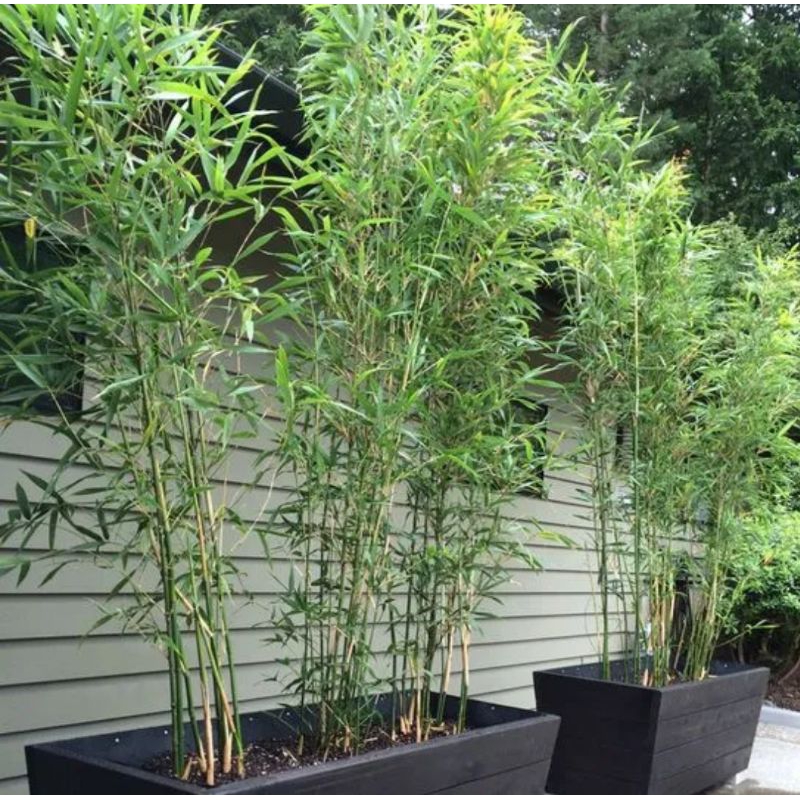 bibit bambu jepang