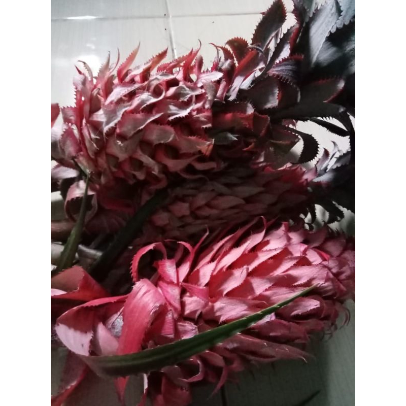 

jual nanas muda atau nanas merah hutan 1 kg