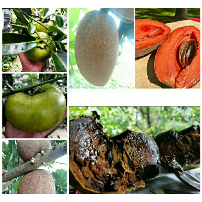 

Buah Sawo hitam(black Sapote)