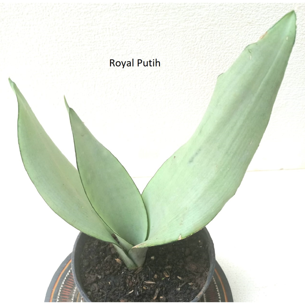 TANAMAN HIAS SANSIVIERA SILVER / SANSIVIERA MOONSHINE