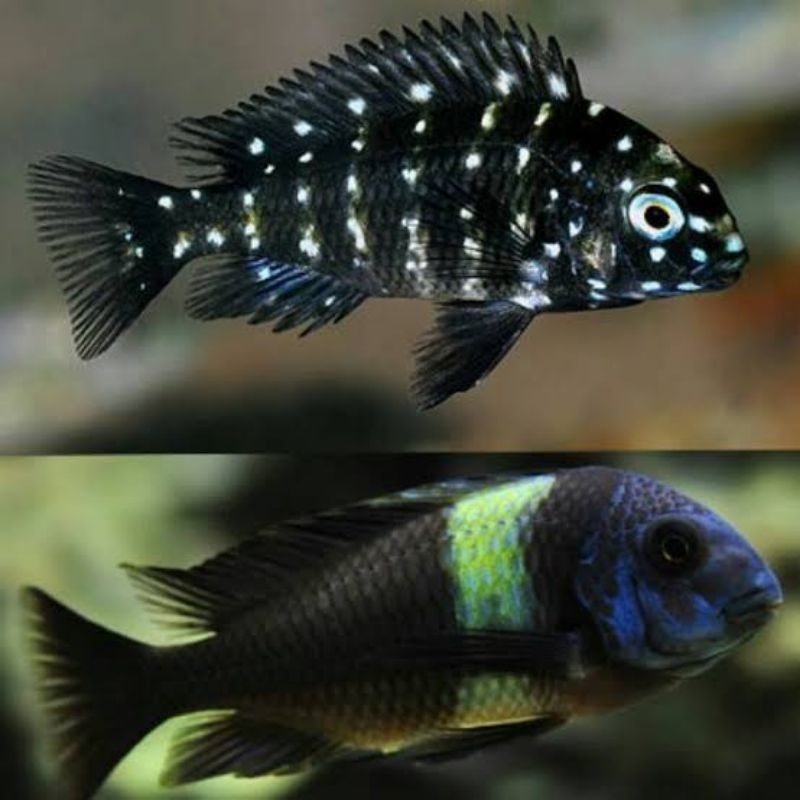 cichlid tanganyika tropheus duboisi ±3cm
