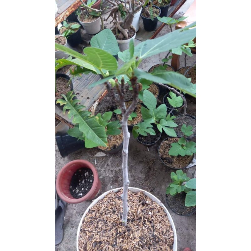 pohon tin hidup original black turkey