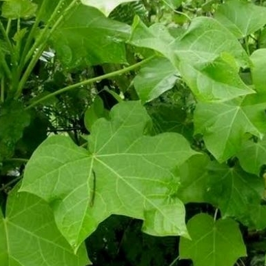 

Daun Jarak Arab Segar | Obat Herbal | Obat Tradisional