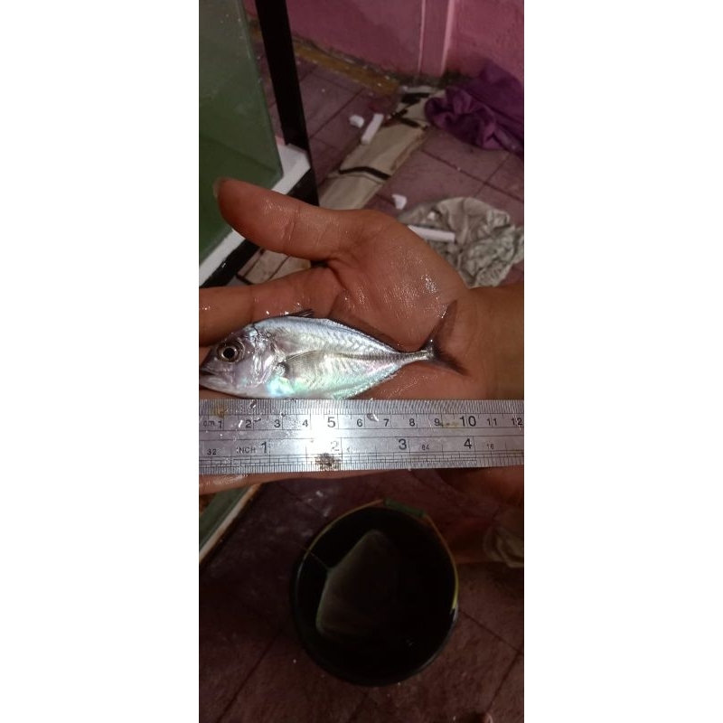 ikan giant trevally 10cm air tawar