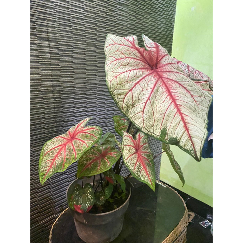 Bibit Tanaman Hias Bunga Keladi White Queen - Bunga Caladium White Bone keladi thailand