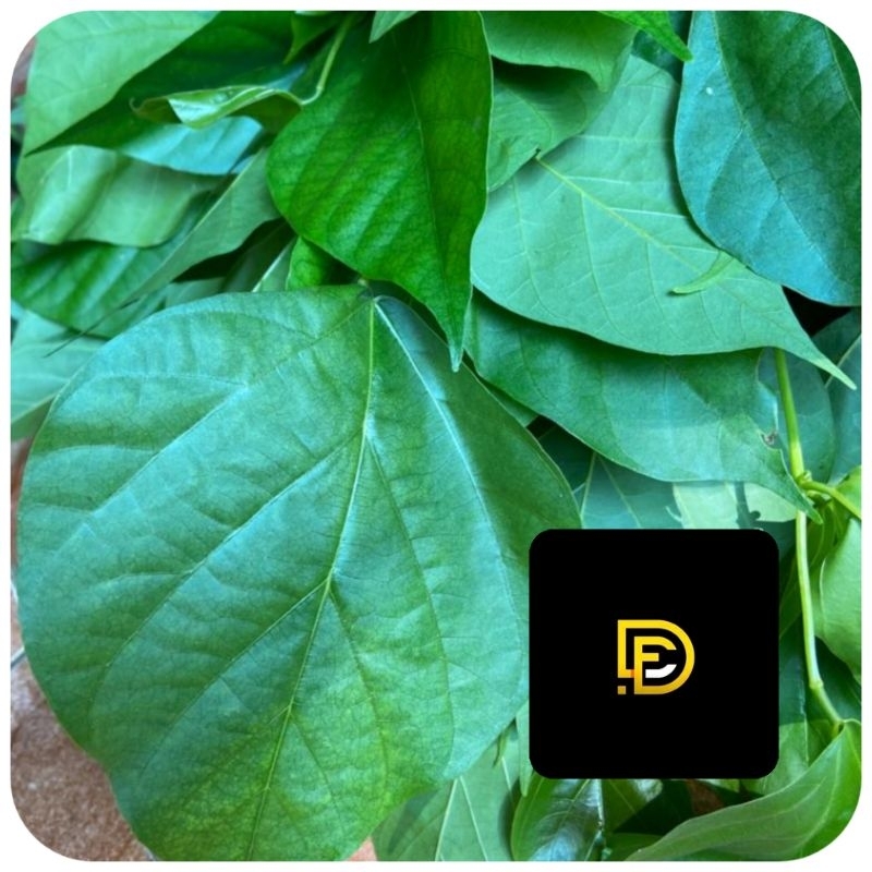 

Daun dadap segar daun dadap serep segar 500 gram-az