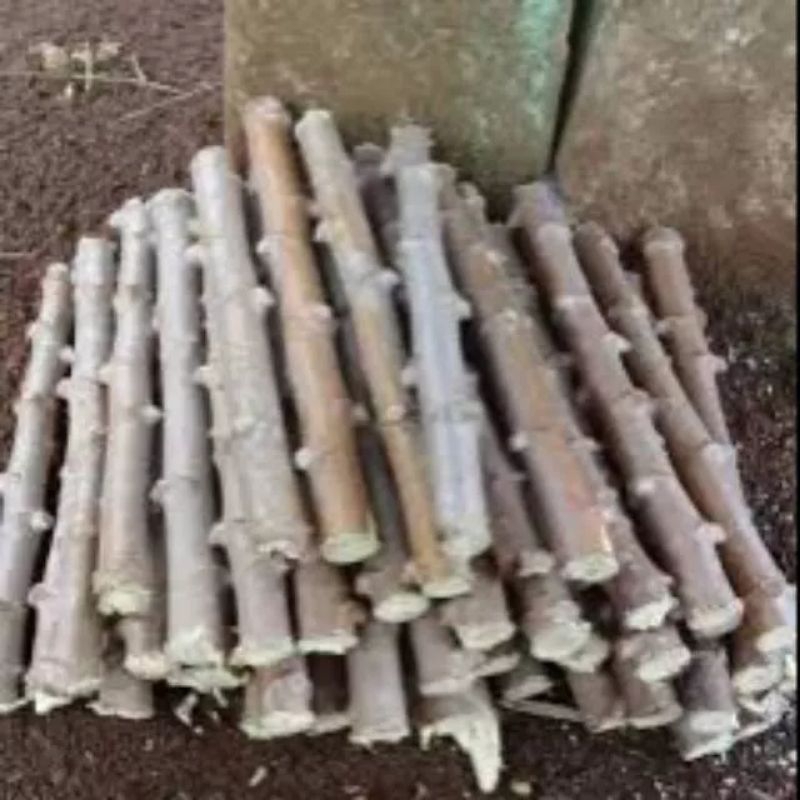 bibit singkong ubi kayu bibit ubi