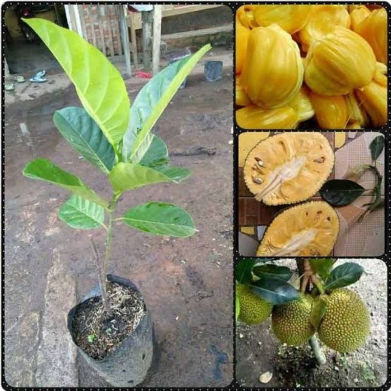 

bibit nangka mini hasil okulasi
