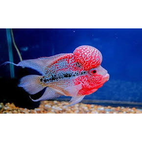 lohan jenong SRD  3/4 jarian