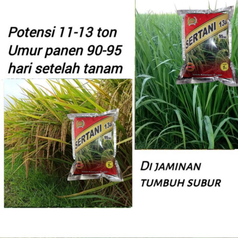 Benih Padi Sertani 13A MSP 13 a bibit