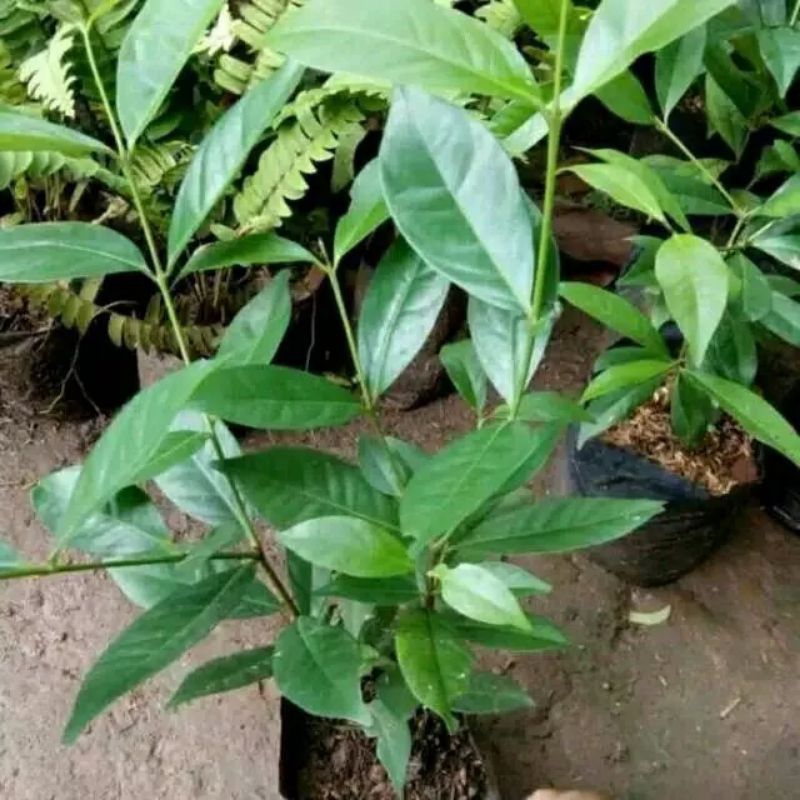 pohon salam - daun salam masak - bibit pohon salam - tanaman salam