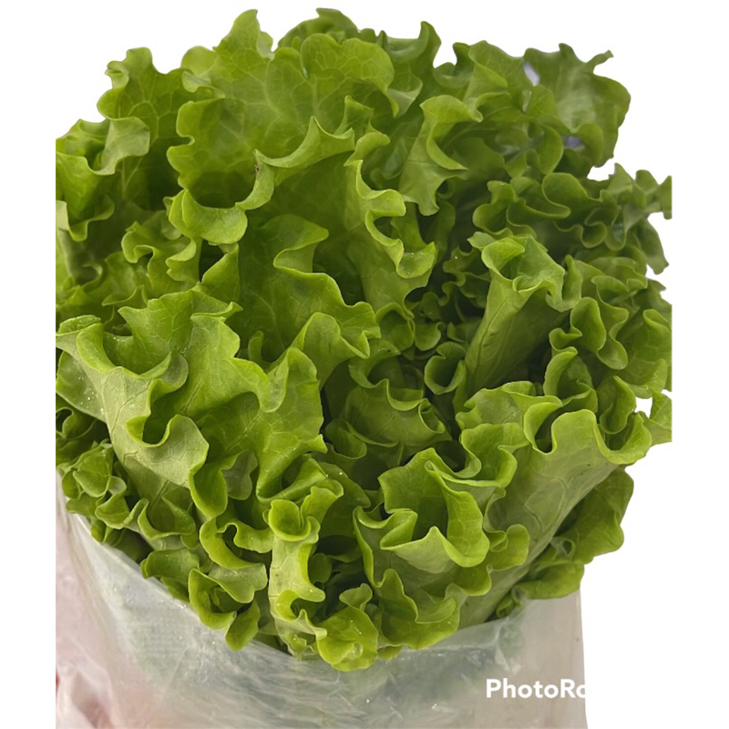 

SELADA