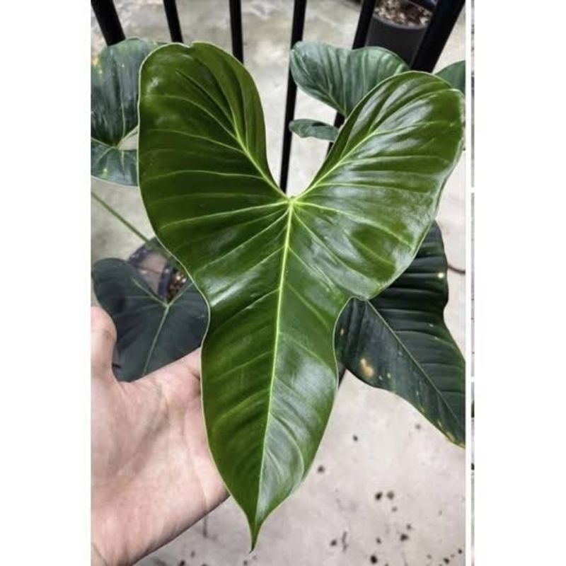 Tanaman Hias Philodendron Lupinum / Philo Lupinum