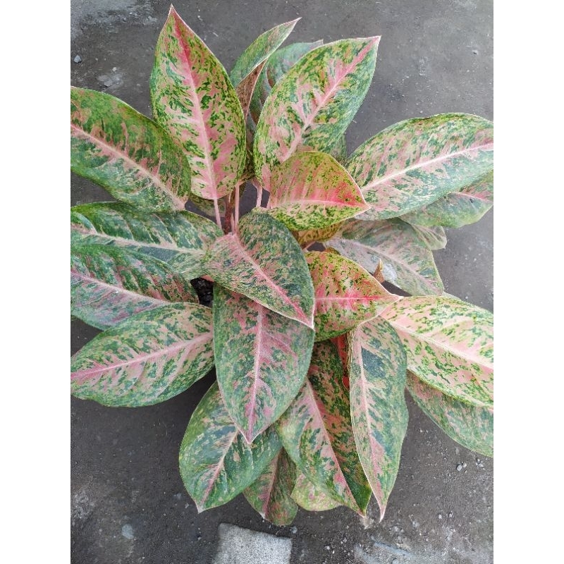 1 Rumpun Aglonema Lulaywan, Bigroy Dewasa, Indukan