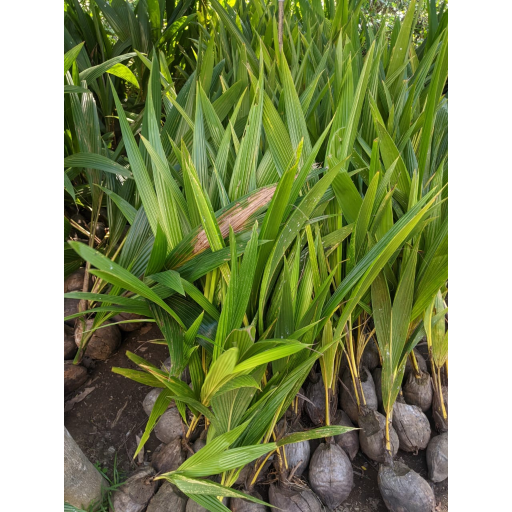 Bibit kelapa hibrida/kelapa wulung/kelapa hijau asli sepet pink