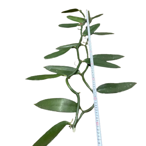 Bibit Vanili 1 meter sulur - Panili Unggul Per meter Vanilli Vanilla Vanila Paneli meteran