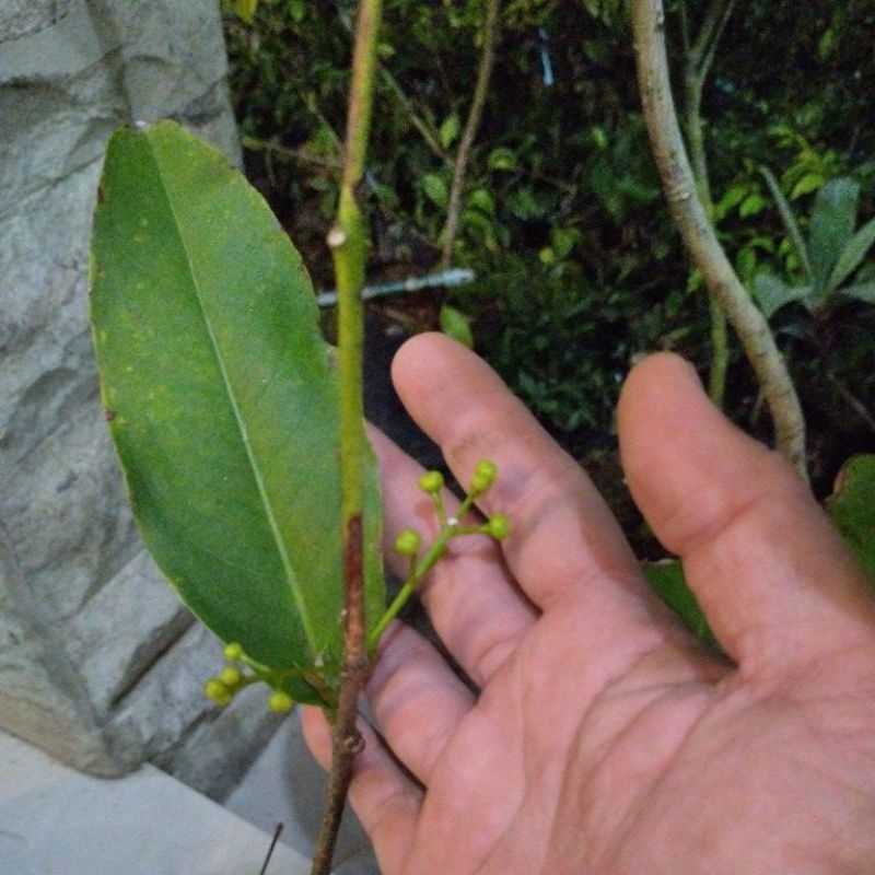 Bibit Jambu Air GREEN GIANT